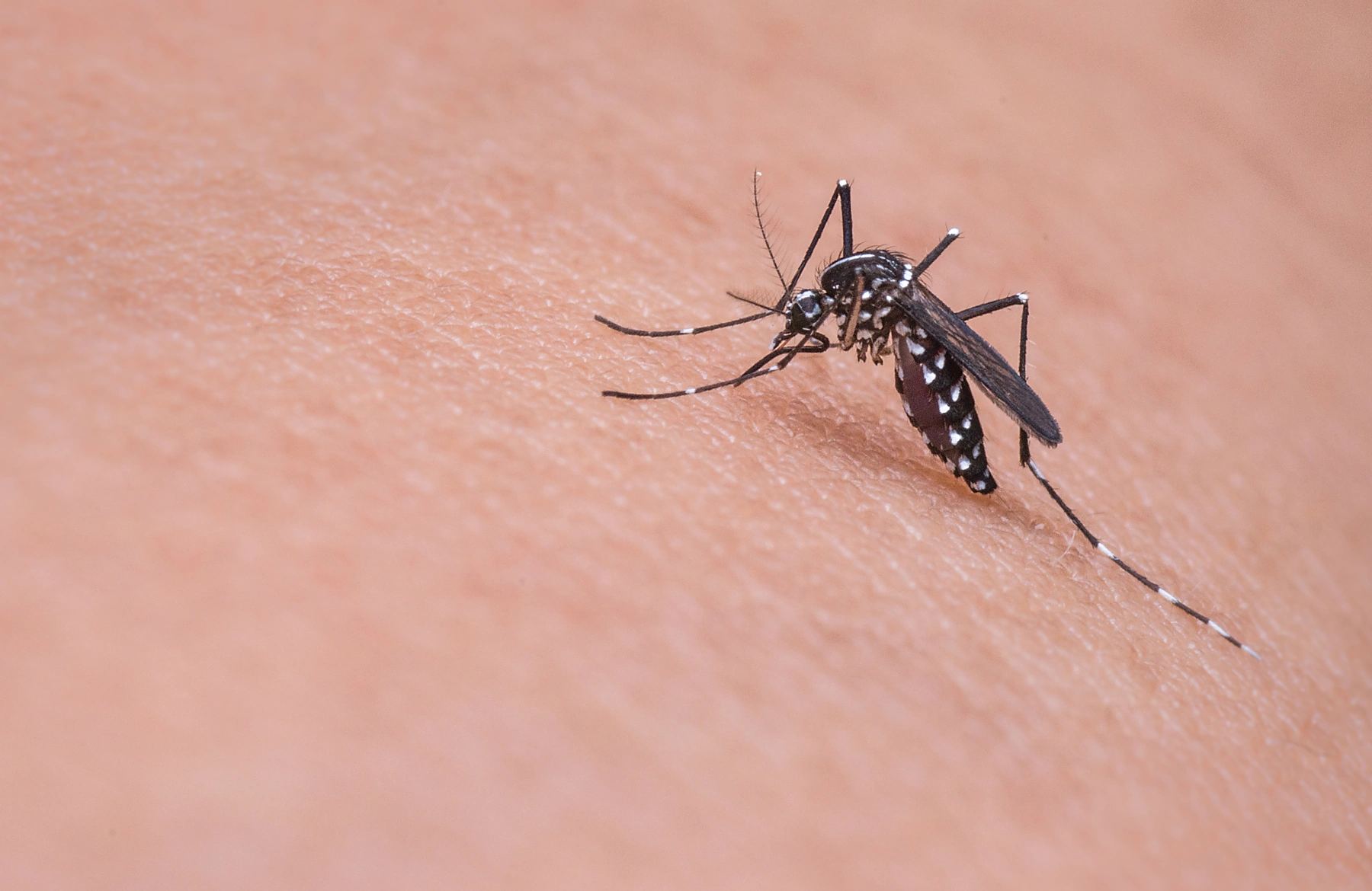 Mosquito tigre adulto con las bandas blancas características