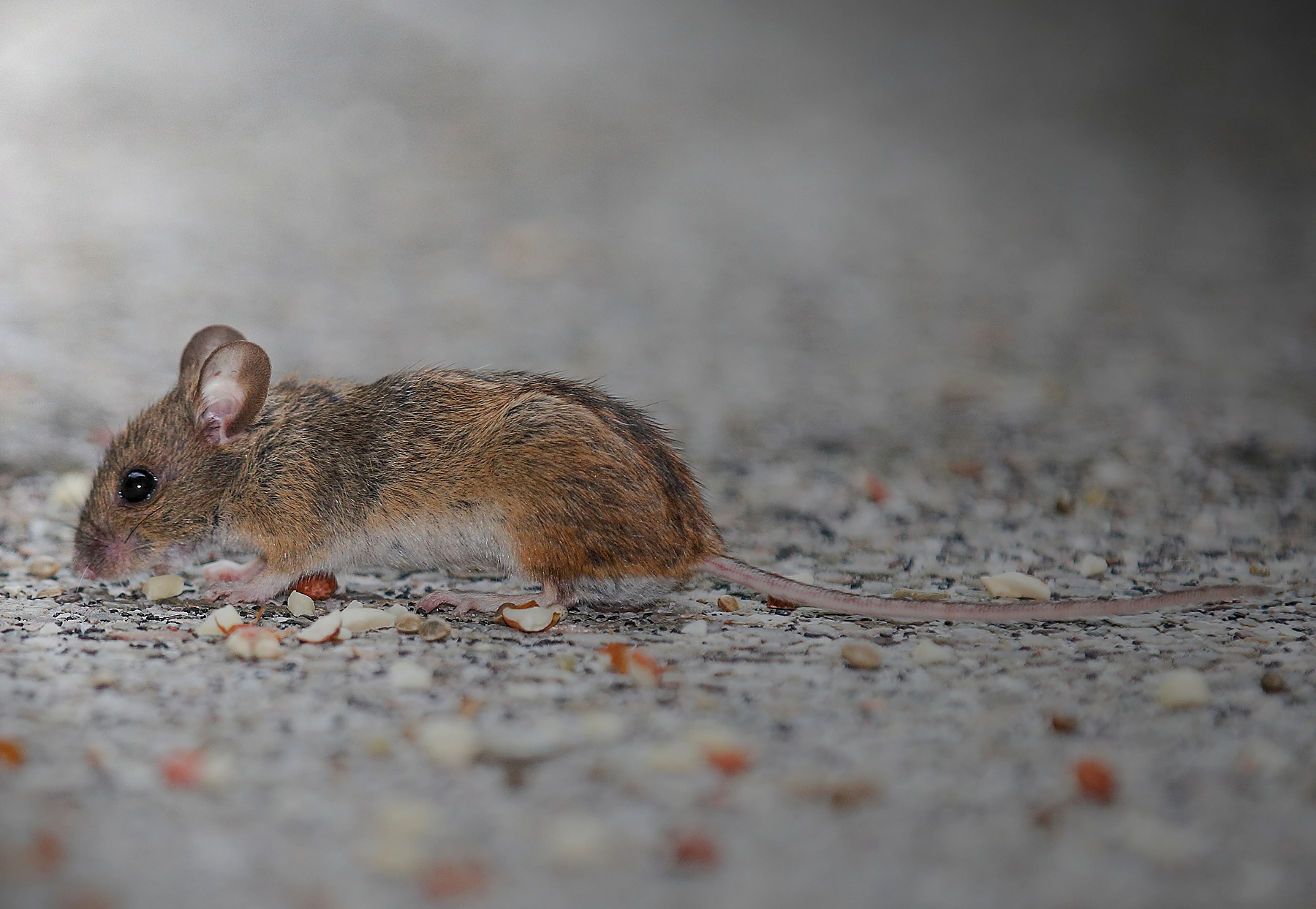 Rata o ratolí en un entorn urbà o interior