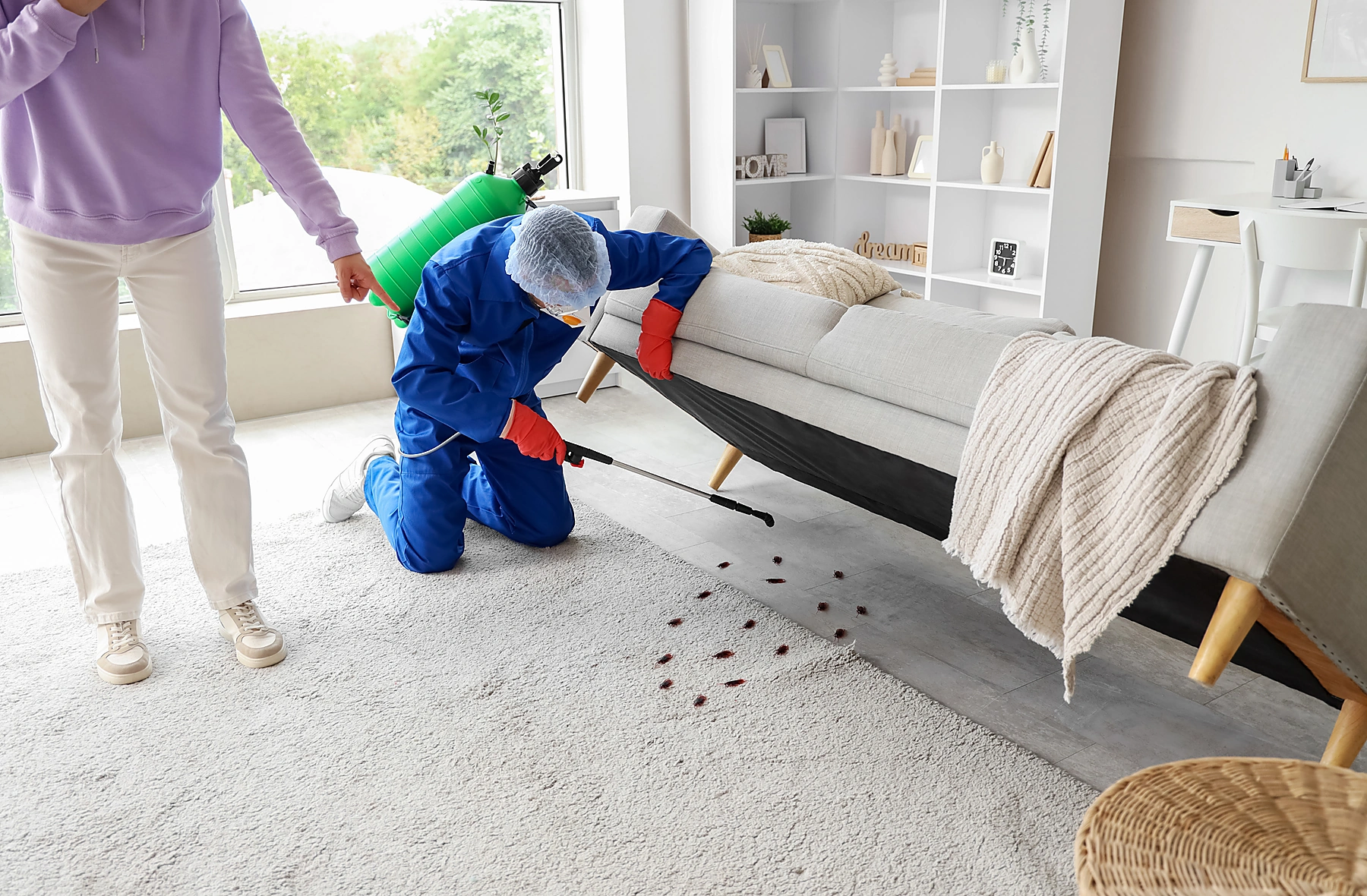 Servei professional de desinsectació en un espai interior
